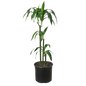 Dracaena 'Elegance' - 10" Pot
